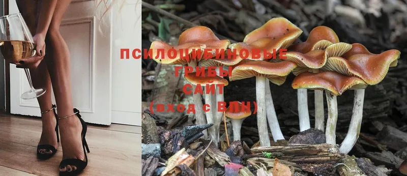 Галлюциногенные грибы Psilocybe  Беслан 